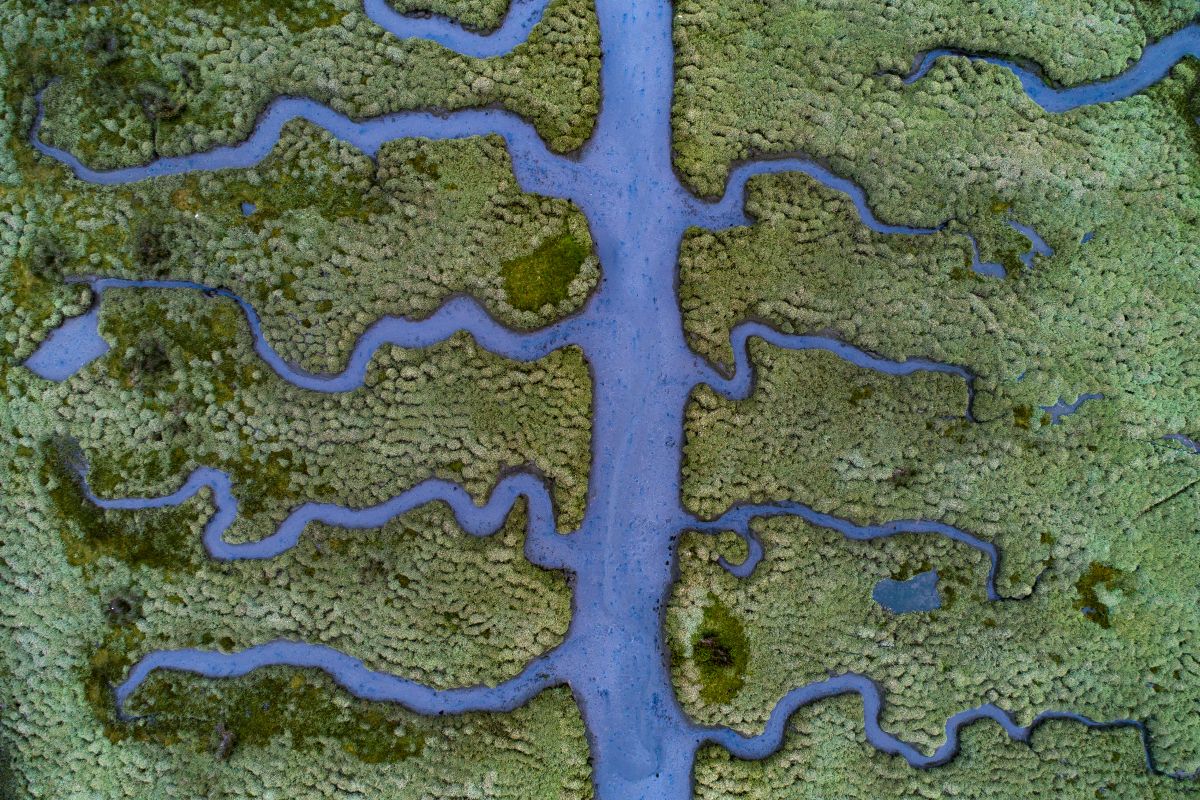 Salty MarshLow tide at blue hour reveals a muddy riverbed of fishbone shaped streams in the middle of a small, but unique part of the salt marsh located at the end of the Betanzos Estuary, near Coruna in northern Spain.